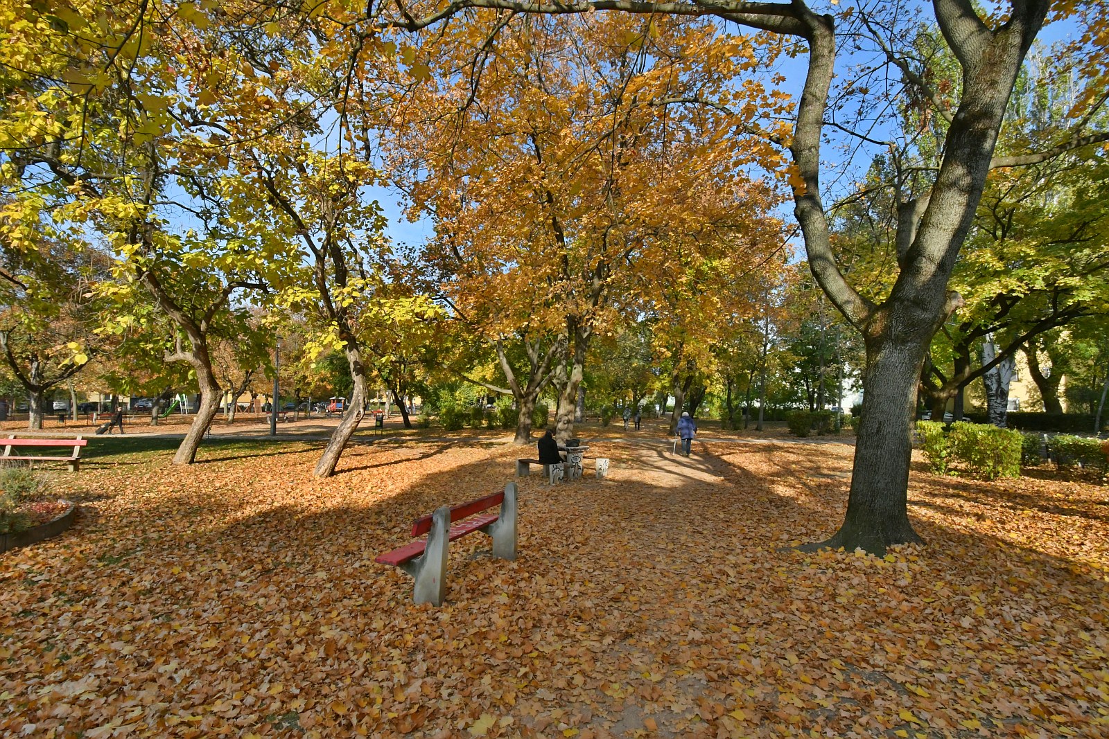 Ősszel is szép a Béke tér rendkívül változatos faállománya